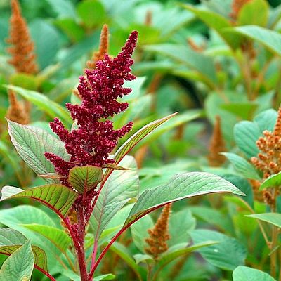 Amarant Golden Cereal Amaranth Am016